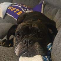 Thumbnail photo of Pepper #1