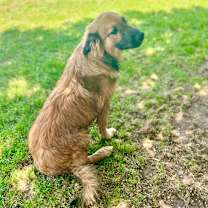 Thumbnail photo of Miley 25-12-067 #4