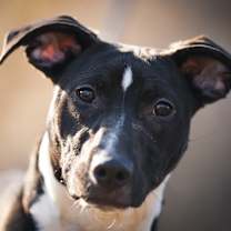 Thumbnail photo of “Little Man” #1