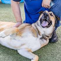 Thumbnail photo of Rockie  #2