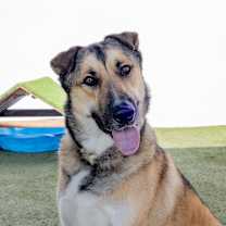 Thumbnail photo of Rockie  #3