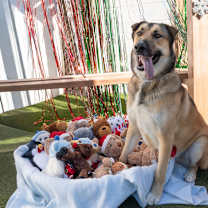 Thumbnail photo of Rockie  #4