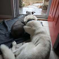 Thumbnail photo of Olaf #3