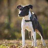 Thumbnail photo of “Little Man” #3