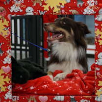 Thumbnail photo of Mister #2