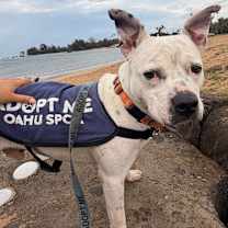 Thumbnail photo of Beebo #3