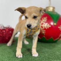 Thumbnail photo of Broccoli #2