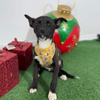 Thumbnail photo of Abby #4