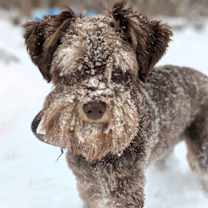 Thumbnail photo of Felix #1