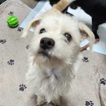 Thumbnail photo of Dewey #1