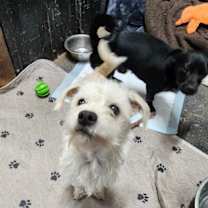 Thumbnail photo of Dewey #2