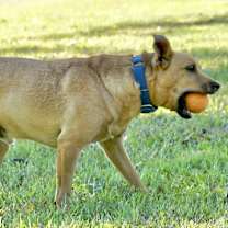 Thumbnail photo of Ricky #4