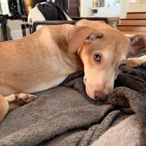 Thumbnail photo of Miko #1