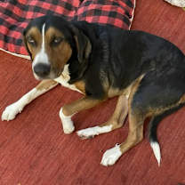 Thumbnail photo of Atlas #2