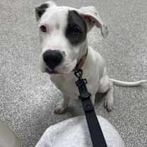 Thumbnail photo of Boo #4