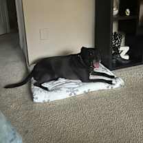 Thumbnail photo of Gracie #2