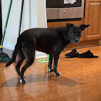 Thumbnail photo of Gracie #3