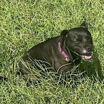 Thumbnail photo of Gracie #4