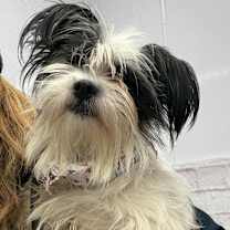 Thumbnail photo of Frost #3