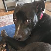 Thumbnail photo of Amaya #3