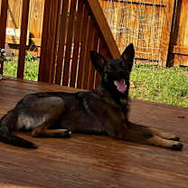 Thumbnail photo of Dani #2