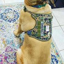 Thumbnail photo of Abel #2