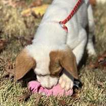 Thumbnail photo of Winnie #2