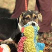 Thumbnail photo of Eeyore #3