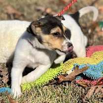 Thumbnail photo of Lumpy #4