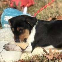 Thumbnail photo of Robin #2