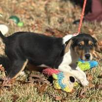 Thumbnail photo of Robin #3