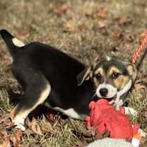 Thumbnail photo of Eeyore #2