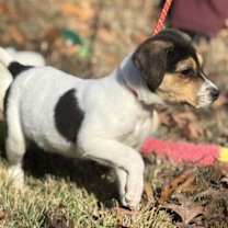 Thumbnail photo of Lumpy #3