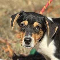 Thumbnail photo of Robin #1