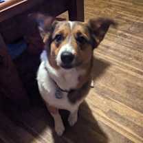 Thumbnail photo of Bella #2