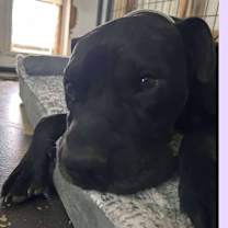 Thumbnail photo of Brutus #3