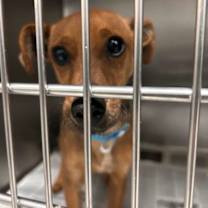 Thumbnail photo of Rudolph #3