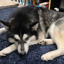 Thumbnail photo of Max #1