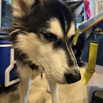 Thumbnail photo of Max #2