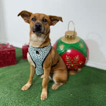 Thumbnail photo of Darling #2