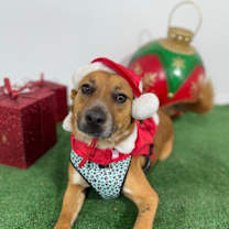 Thumbnail photo of Darling #3