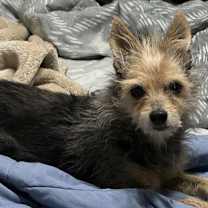 Thumbnail photo of PEBBLES #1