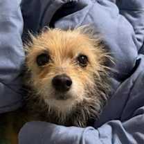 Thumbnail photo of PEBBLES #2