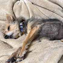 Thumbnail photo of PEBBLES #3