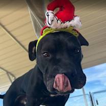 Thumbnail photo of Brutus #4