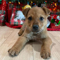 Thumbnail photo of 876 (2025) Peanut #1