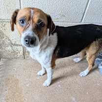 Thumbnail photo of Roxy Pop #1