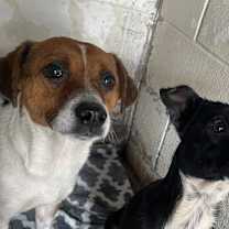 Thumbnail photo of Roxy Pop #3