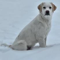 Thumbnail photo of Nash #1