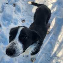 Thumbnail photo of Juno #1